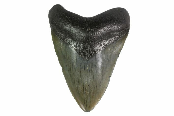 Fossil Megalodon Tooth - South Carolina #130808